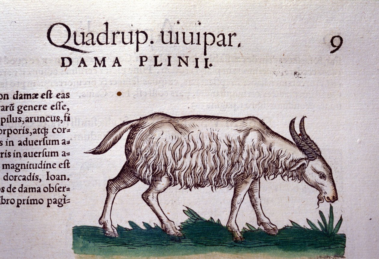 O bode depois de Historiae animalium por Konrad Gesner, Tiguri de Unknown artist