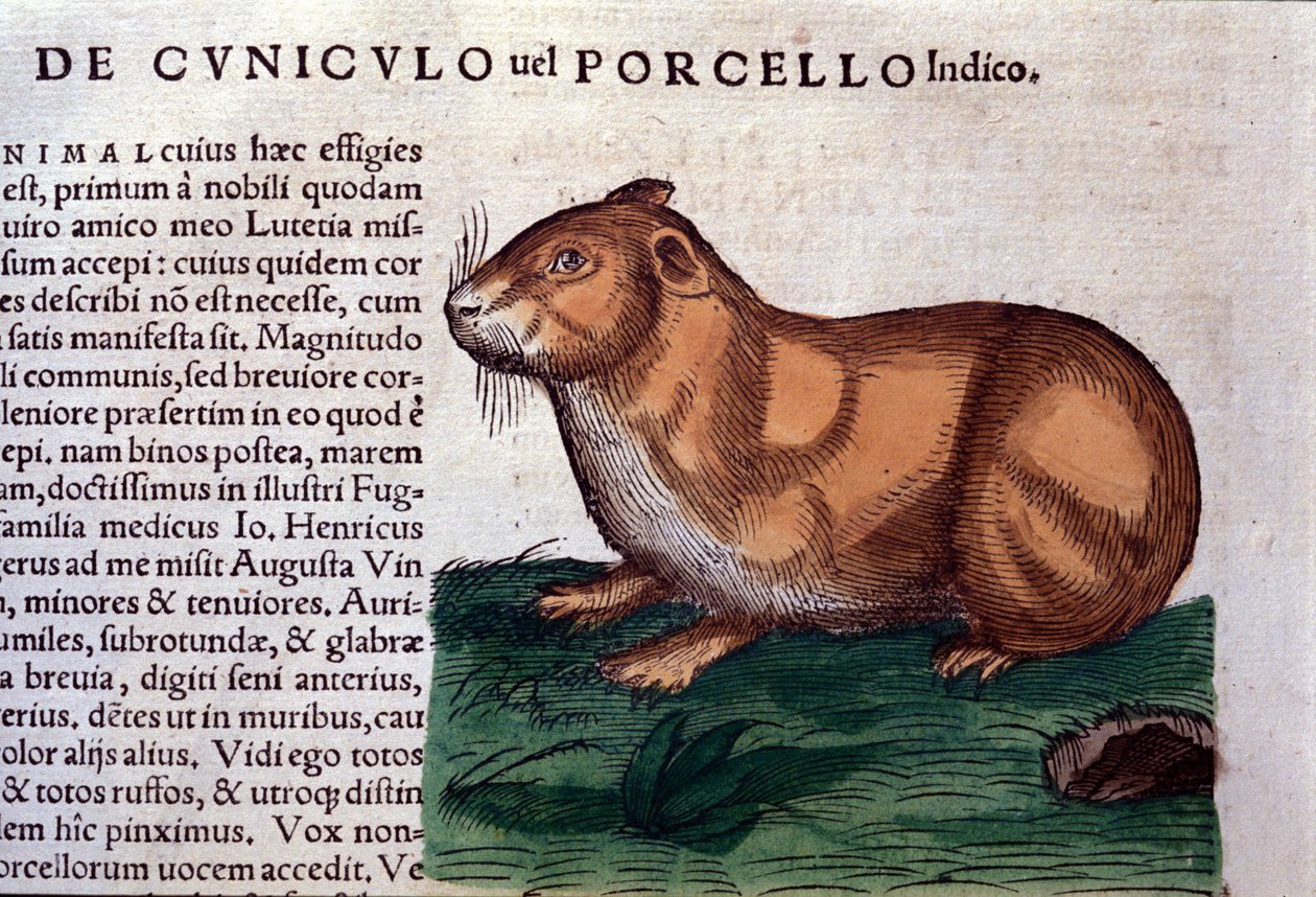 A cobaia depois de Historiae animalium por Konrad Gesner, Tiguri de Unknown artist