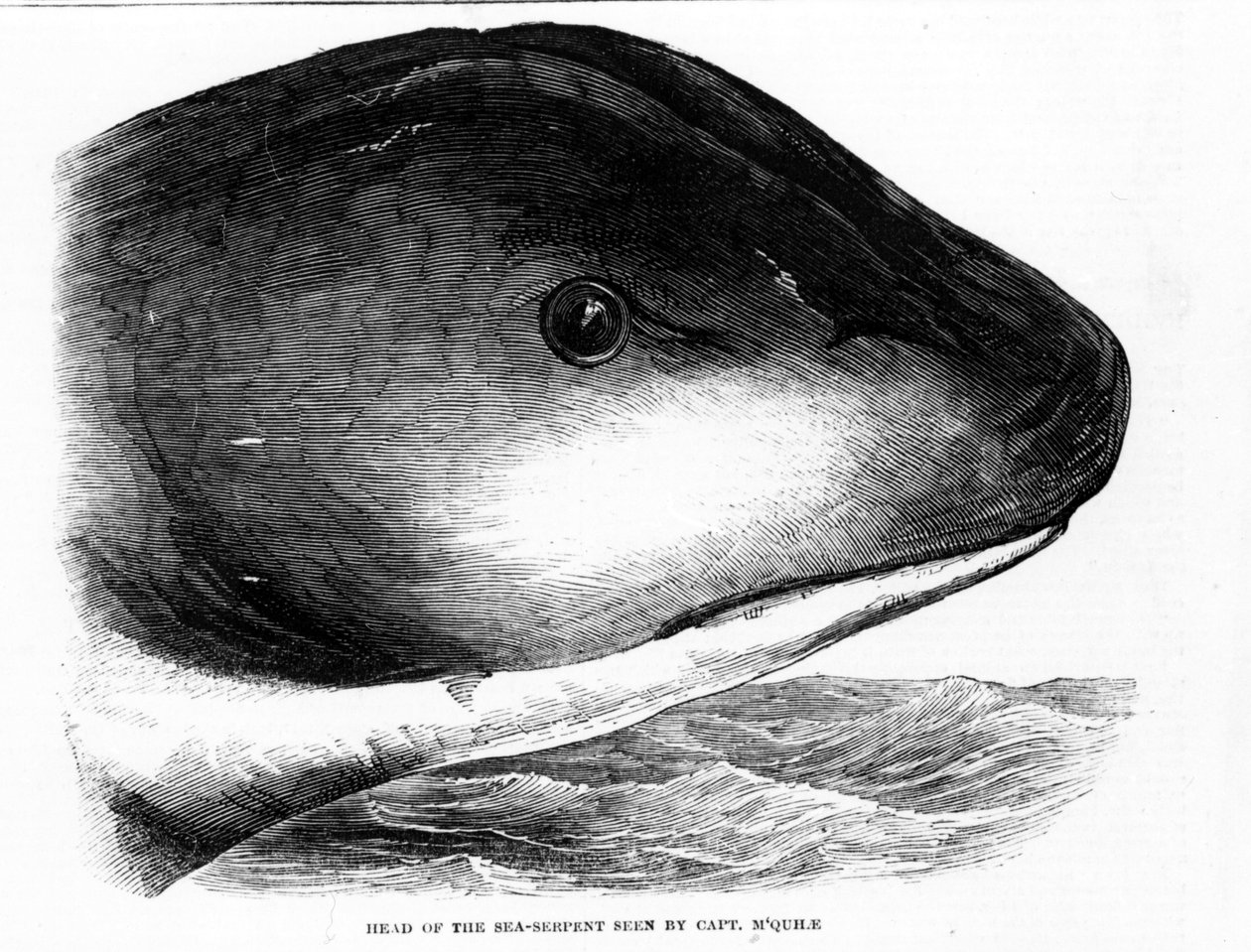 A cabeça da cobra marinha gigante foi avistada pela tripulação da HMS Daedalus em 1848. Gravura da era. de Unknown artist