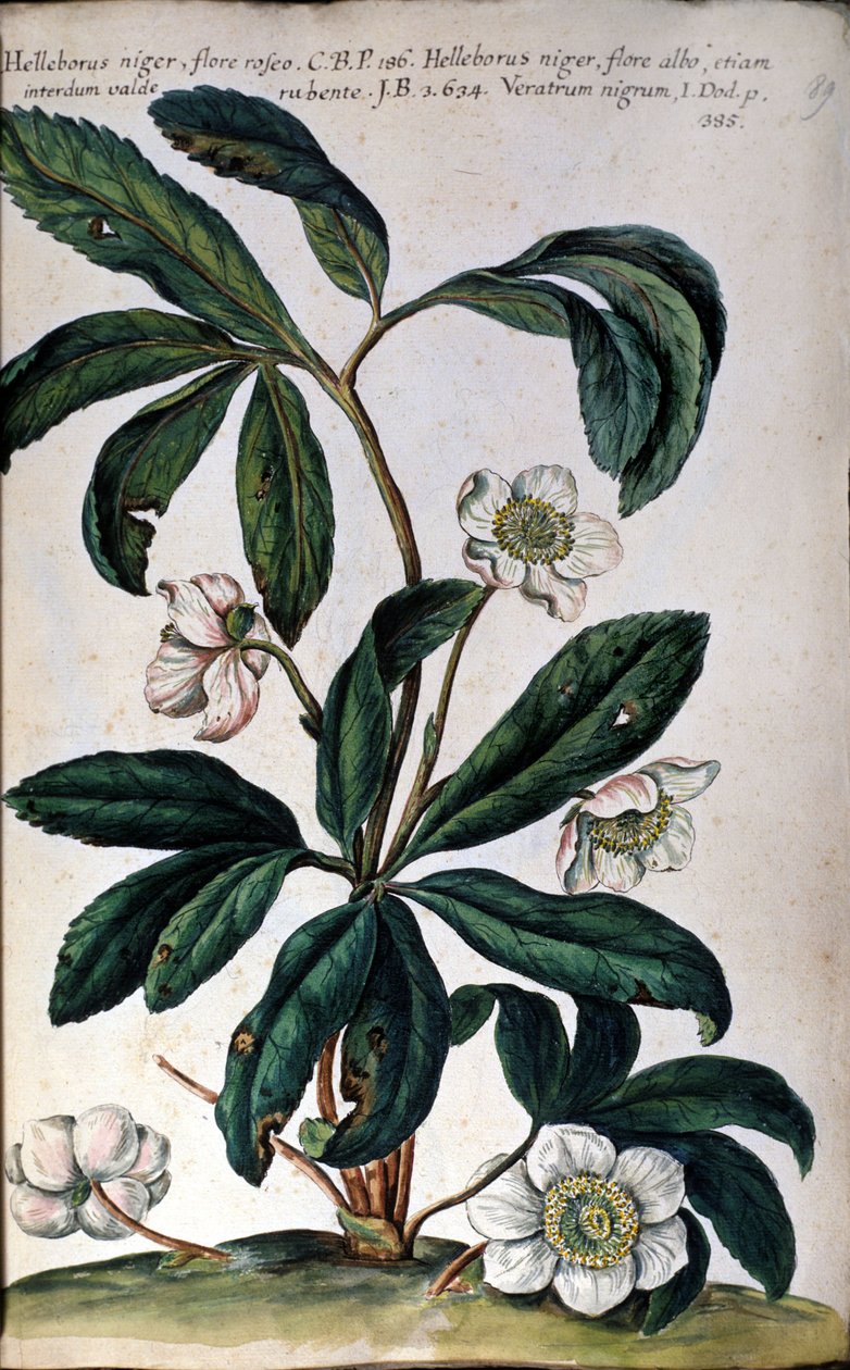 O hellebore ou hellebore preto, também chamado de rosa de Natal. Século XVIII de Unknown artist