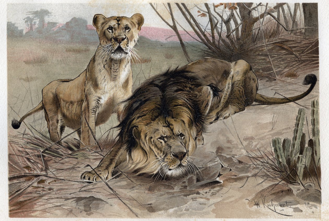 O leão (Panthera leo) - gravura de "Brehm