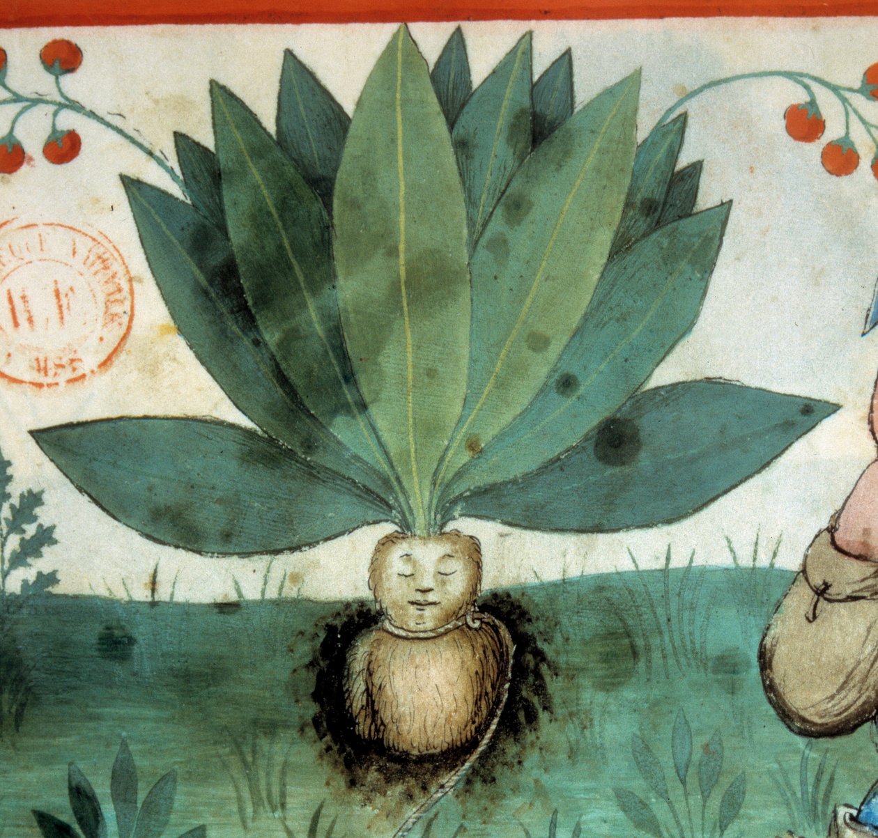 A mandrágora. Planta medicinal à qual muitas vezes foram atribuídas virtudes mágicas extraordinárias. O detalhe da planta. Iluminação da ordenha de medicamentos e dietética "Tacuinum sanitatis". de Unknown artist