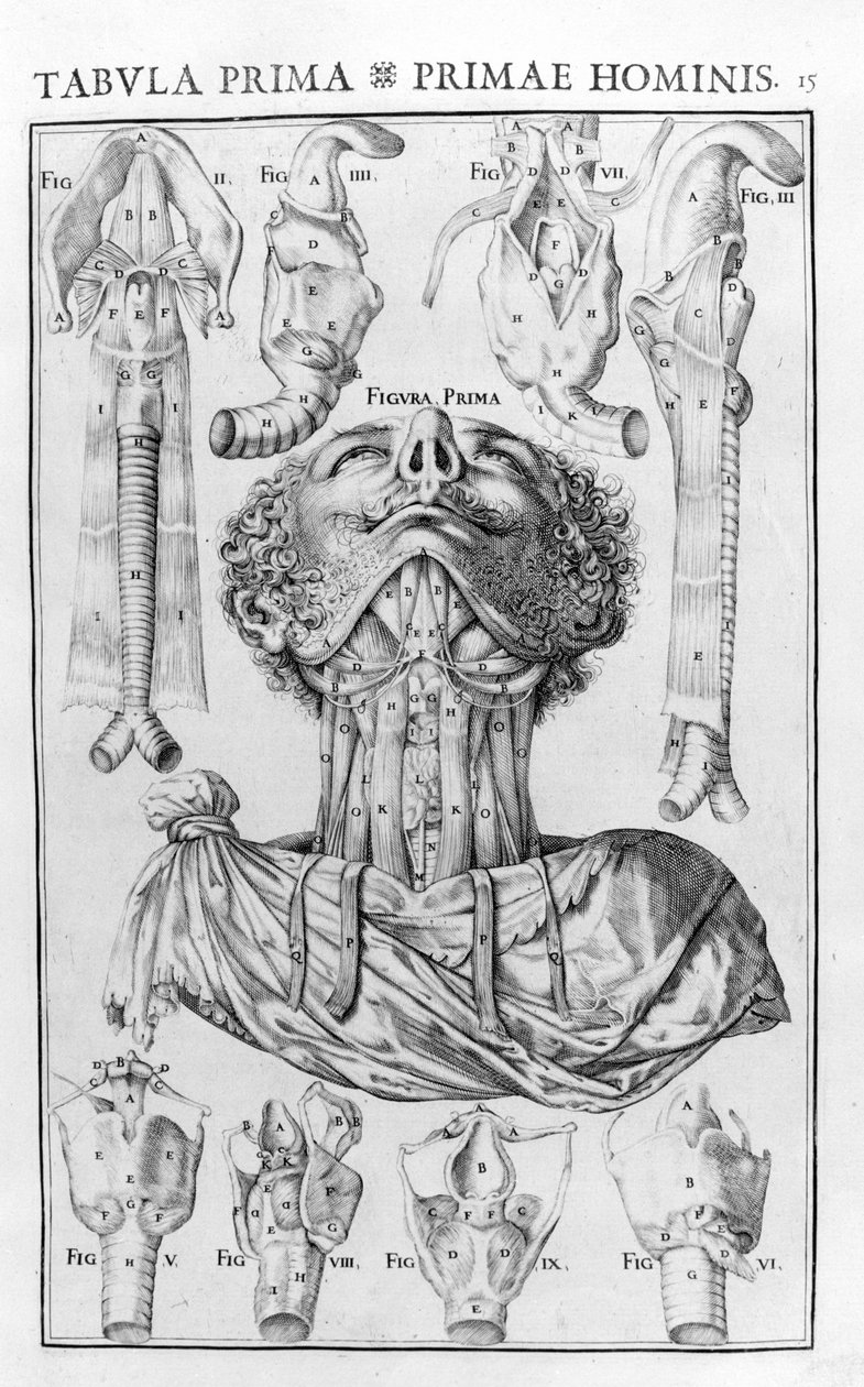 O órgão da voz do homem depois de Giovanni Casseri "De vocis auditusque oganis historia anatomica", Ferrara 1601. de Unknown artist