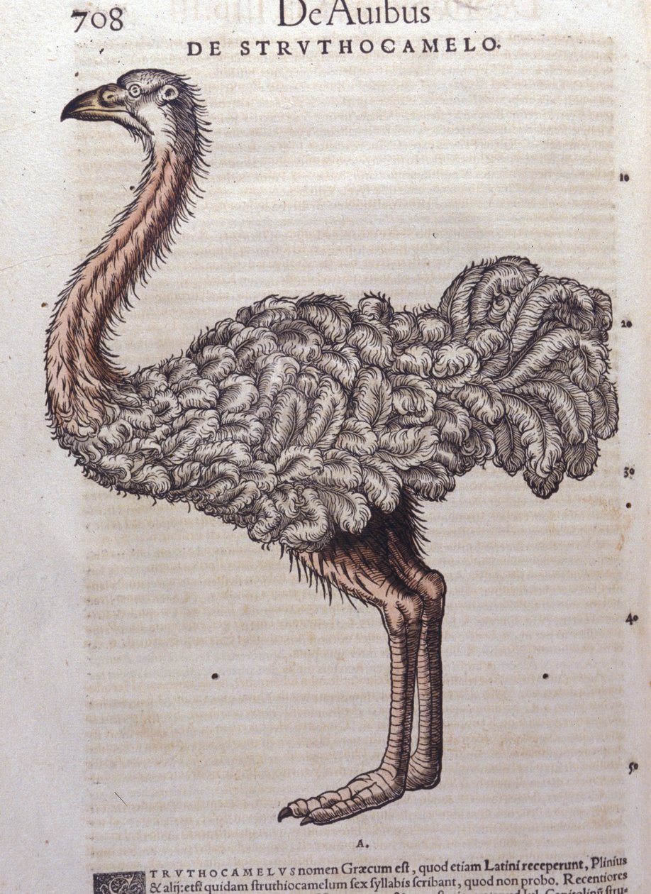 A avestruz - de Historiae animalium de Konrad Gesner, Tiguri de Unknown artist