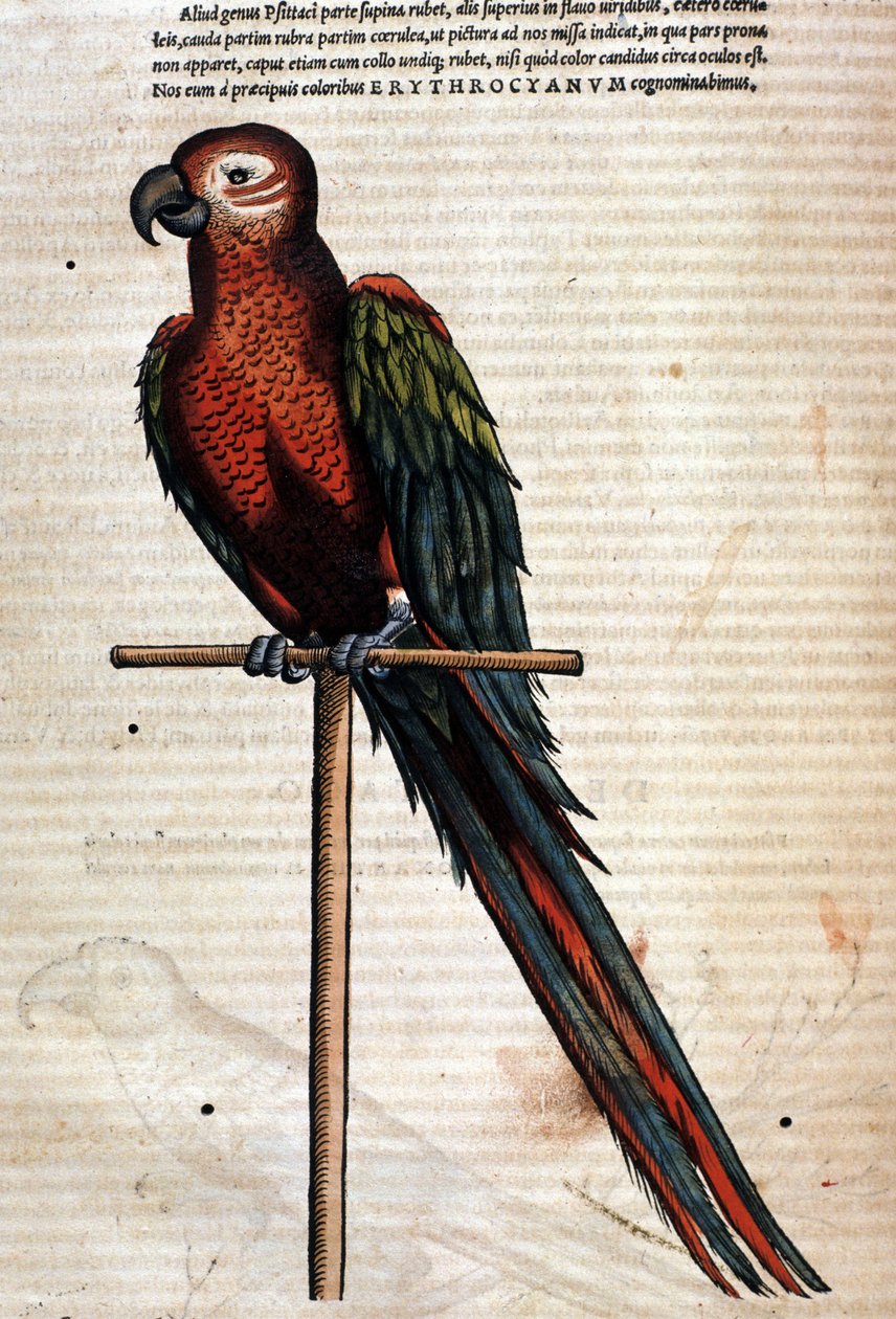 O papagaio depois do Historia Animalium de Conrad Gesner, Tiguri 1560. Biblioteca nazionale Braidense. Milão de Unknown artist