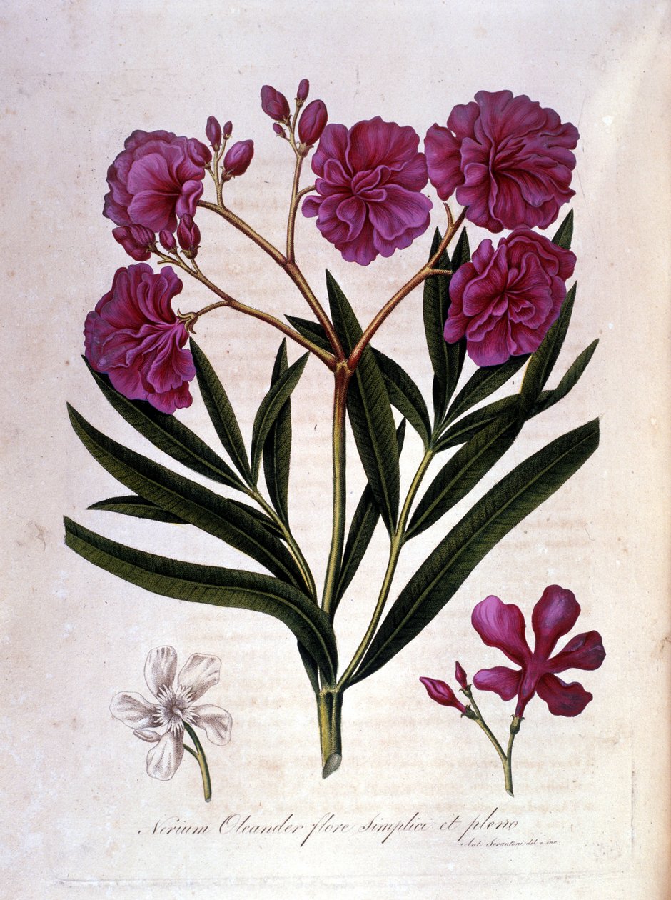 O louro rosa (oleandro) - herbário do século XVIII. de Unknown artist