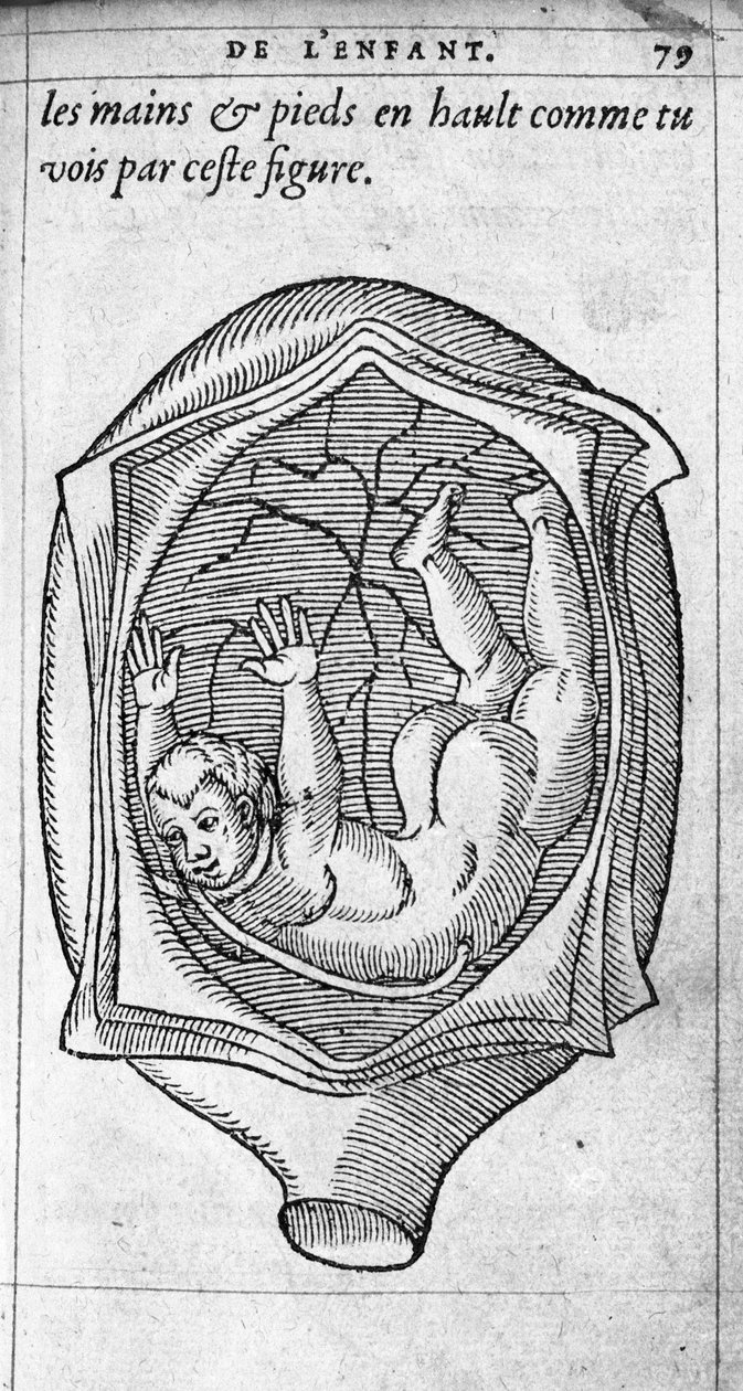 A posição do feto no útero durante a gravidez. Gravura da "De la generation des enfants" do médico e cirurgião francês Ambroise Pare (1509-1590) Século XVI de Unknown artist