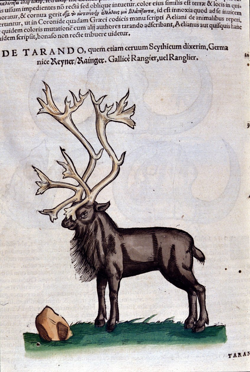 A rena depois de Historiae animalium por Konrad Gesner, Tiguri de Unknown artist