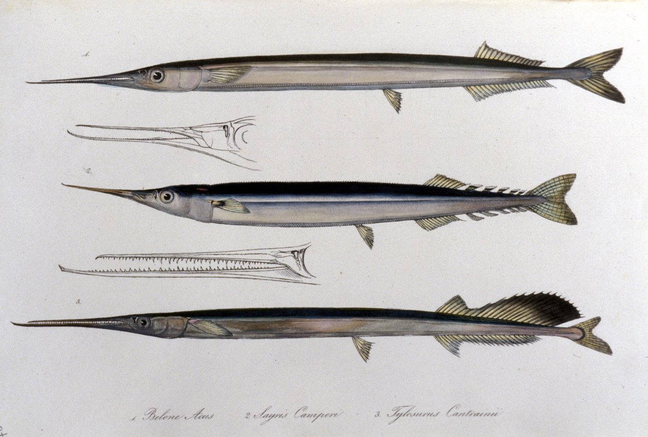 A agulha do mar. A tábua de história natural. Século XIX. de Unknown artist
