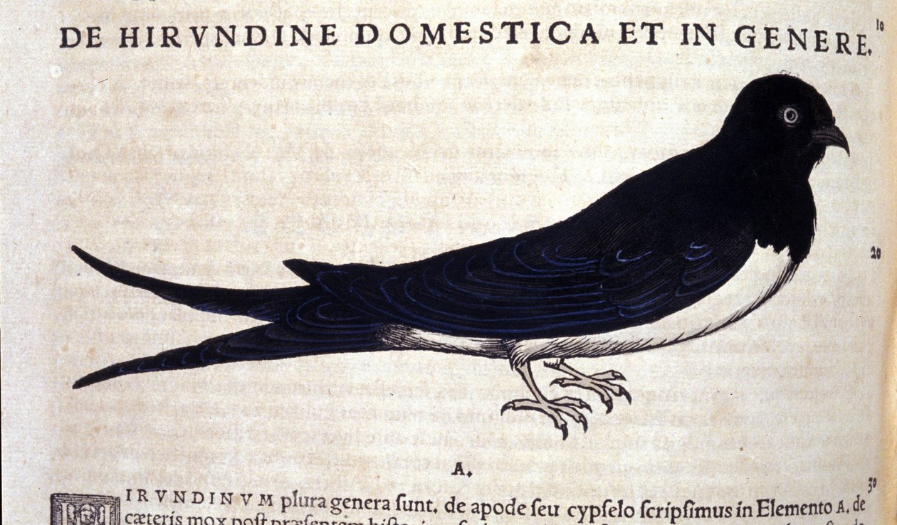 A andorinha depois de Historiae animalium por Konrad Gesner, Tiguri de Unknown artist
