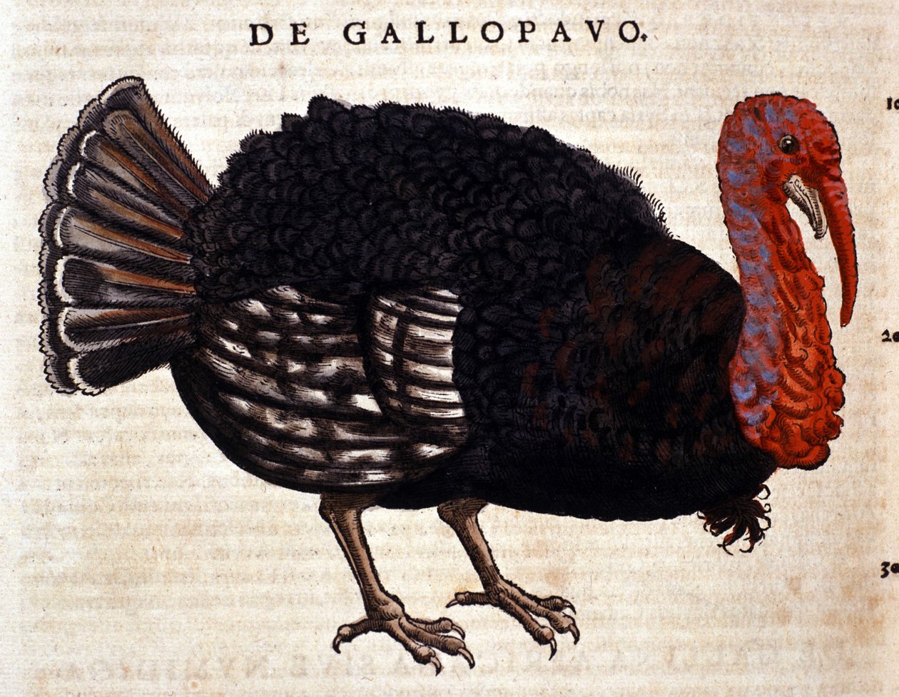 O peru depois do Historia Animalium de Conrad Gesner, Tiguri 1560. Biblioteca nazionale Braidense. Milão de Unknown artist