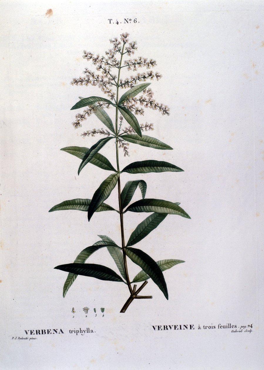 A verbena. A gravura do século XIX. de Unknown artist