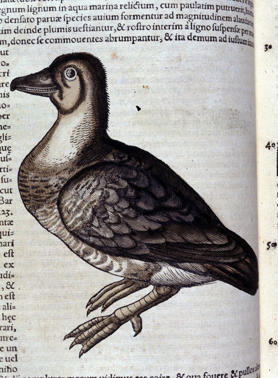 O ganso selvagem depois de Historiae animalium por Konrad Gesner, Tiguri de Unknown artist