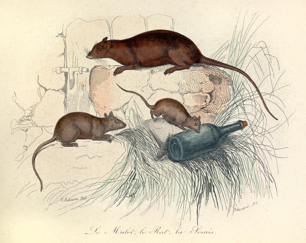 Três animais: rato, ratazana e toupeira, classificados segundo a nomenclatura de Linneene e Cuvier (gravura) de Unknown artist