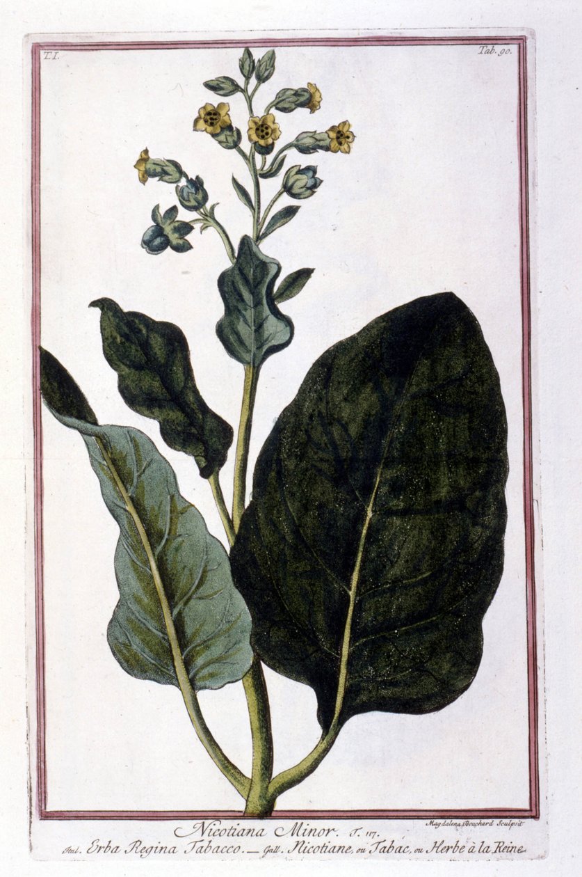 Planta do tabaco (Nicotiana Minor). Tábua botânica de um herbário do século XVIII. de Unknown artist