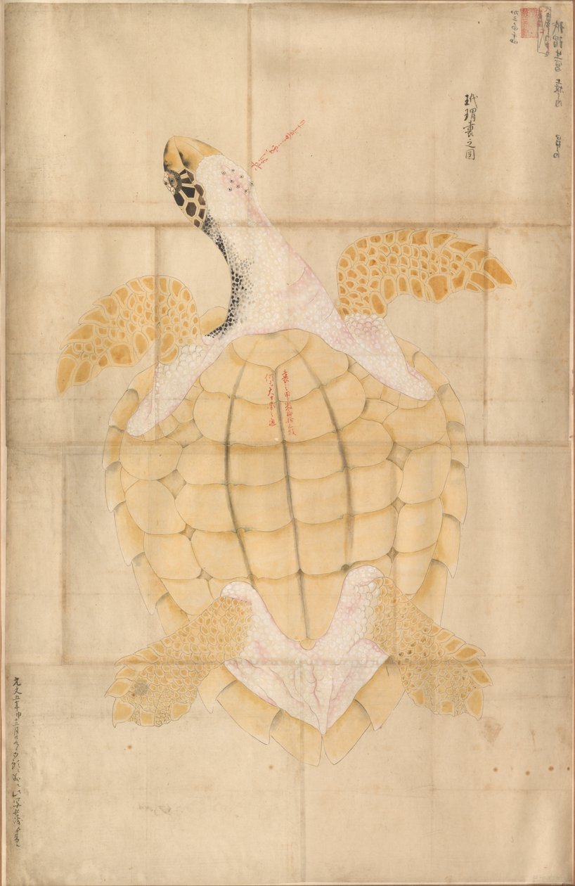 Tartaruga de Unknown artist