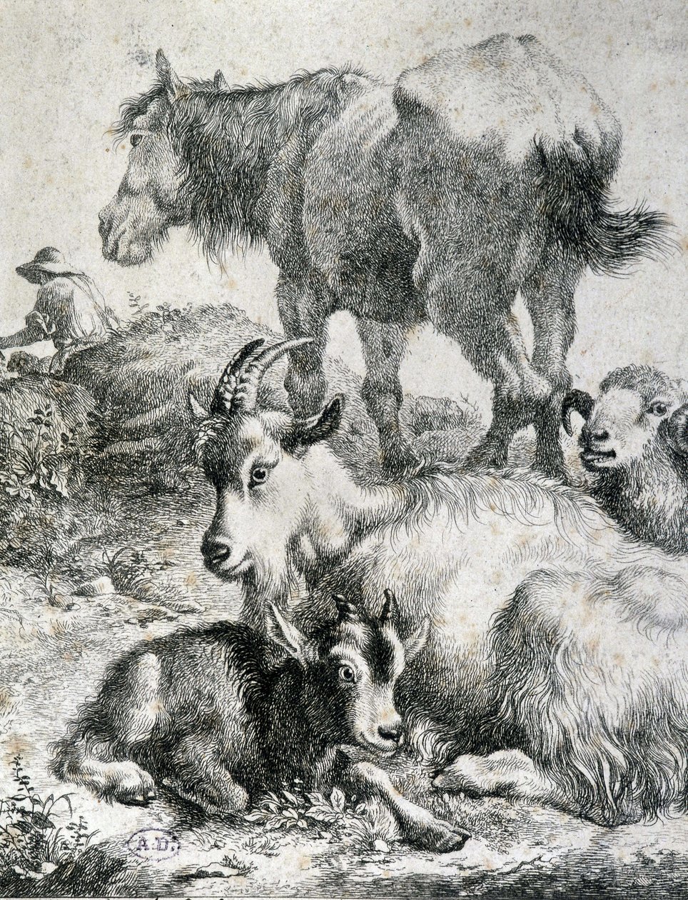 Cavalo de tração, cabra, cabra e carneiro - gravura de Unknown artist