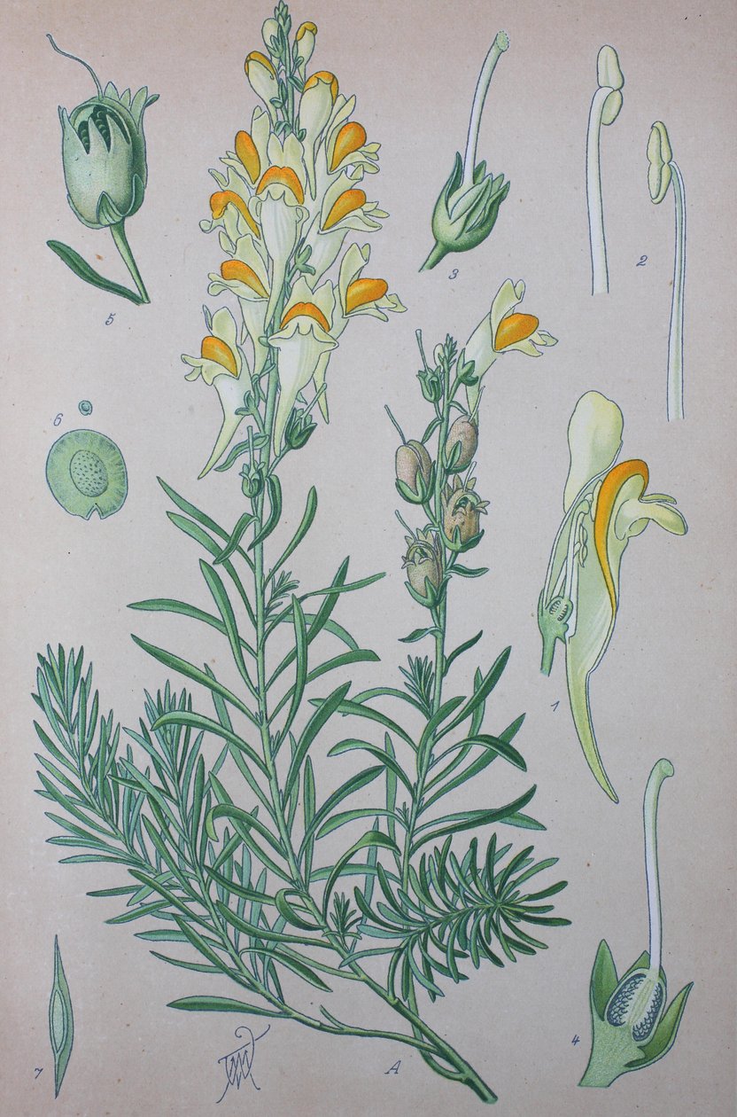 Linho verdadeiro (Linaria), espécies vegetais do género, Linho comum, Linho comum de Unknown artist