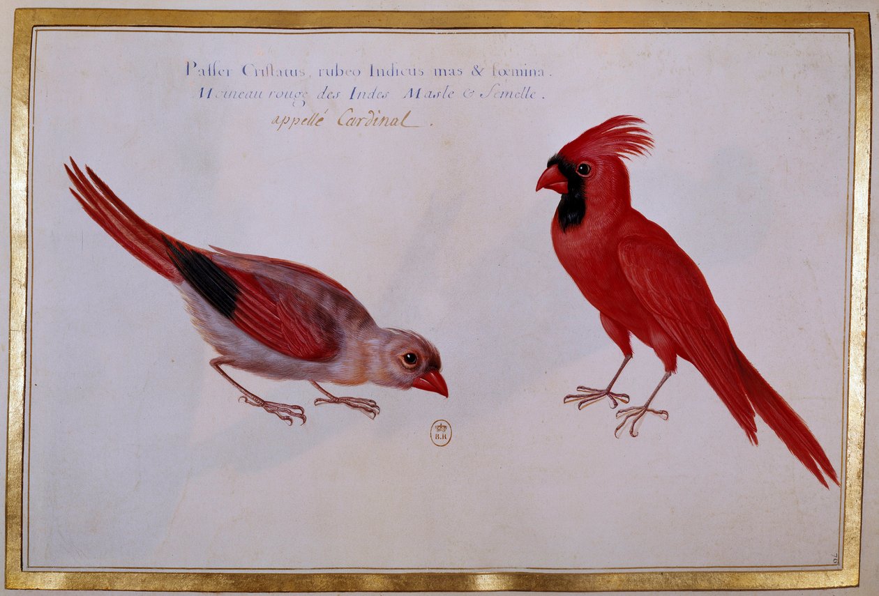 Duas aves cardeais, pardal vermelho das Índias. Tábua ornitológica do século XVIII. Paris, B.N. de Unknown artist