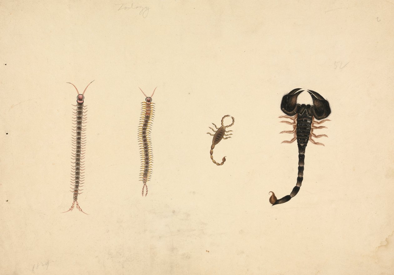 Dois Escorpiões e Duas Centopeias de Unknown artist