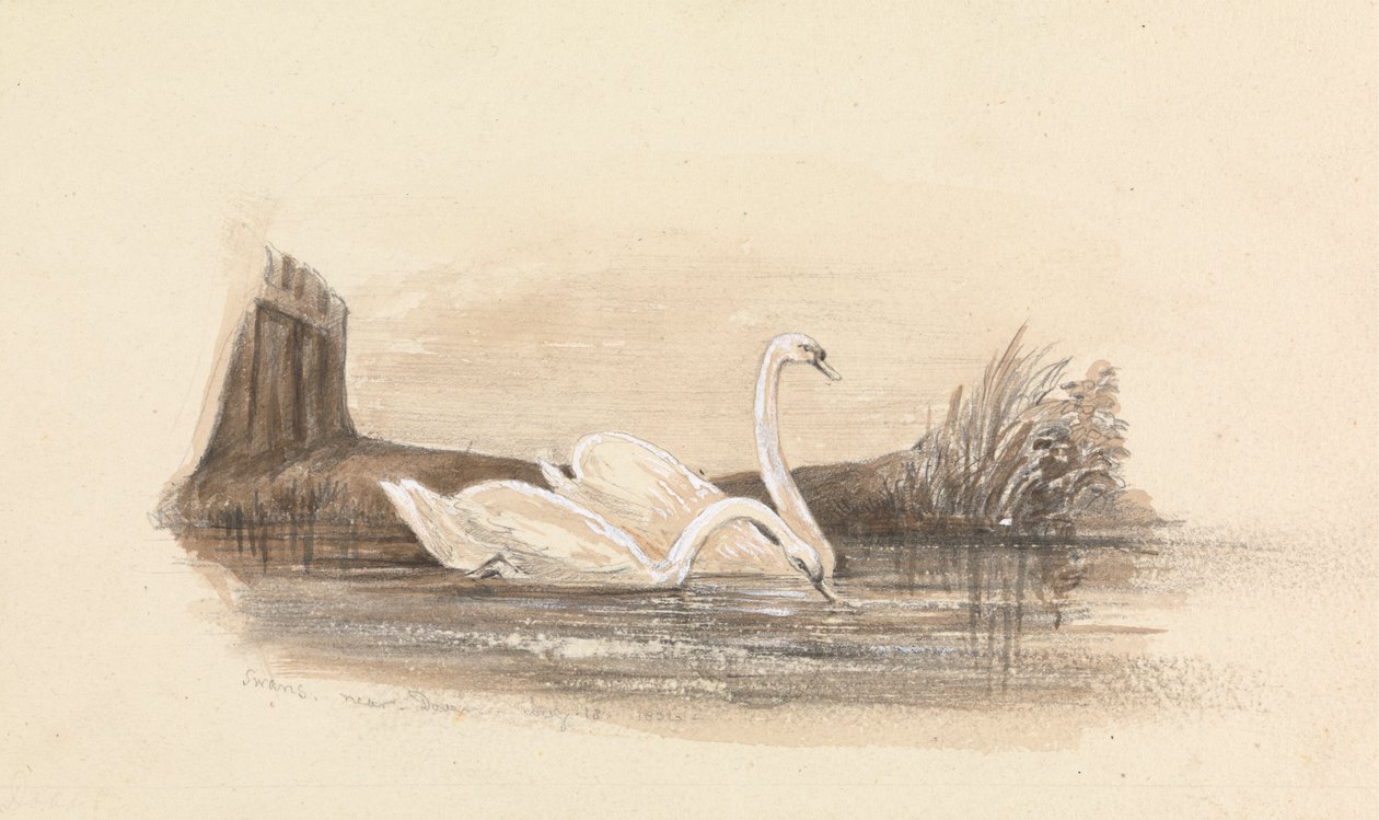 Dois cisnes num lago de Unknown artist