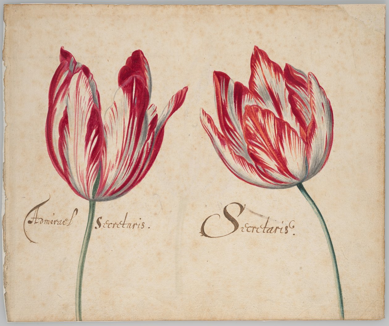 Duas tulipas (frente); uma tulipa (verso) de Unknown artist