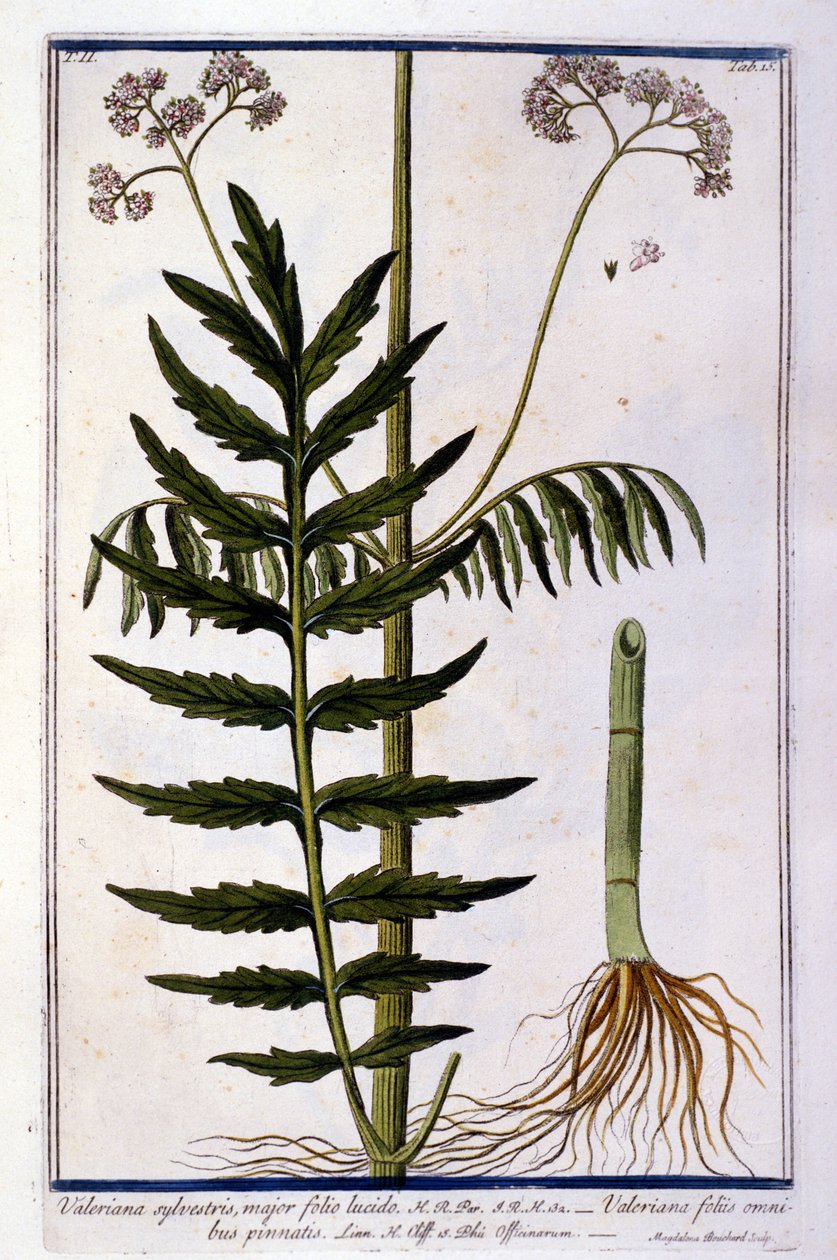 Valeriana. Gravura do século XVIII. de Unknown artist