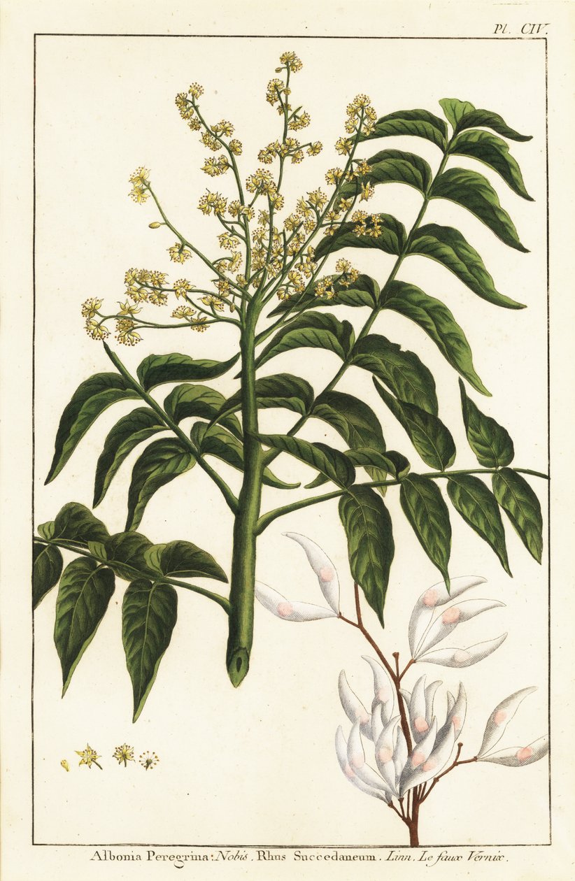 Árvore de verniz, Ailanthus altissima, ou árvore de cera, Rhus succedanea de Unknown artist