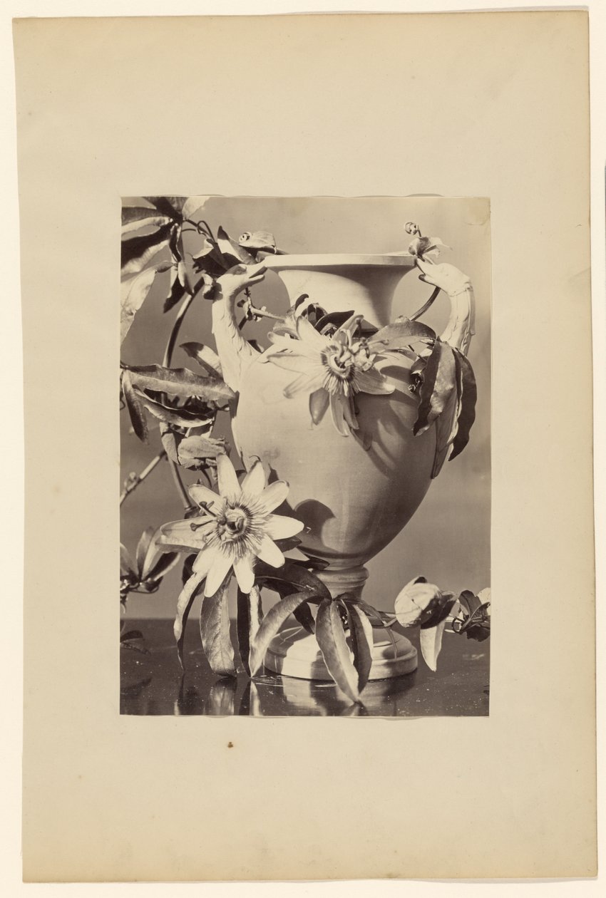 [Vaso com flores de maracujá]. de Unknown artist