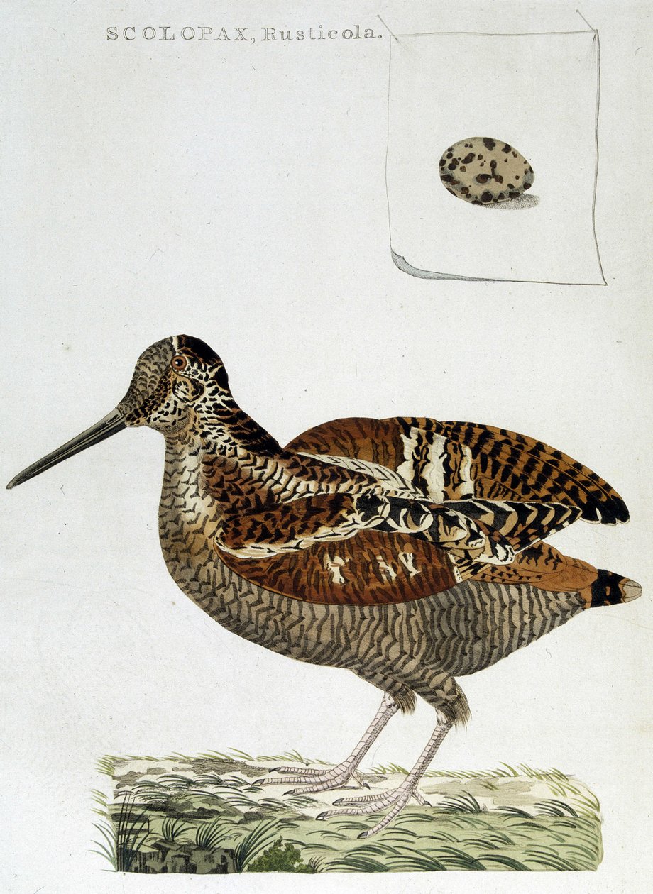 Casaco de madeira e ovo (scolopax rusticola) - gravura de Unknown artist
