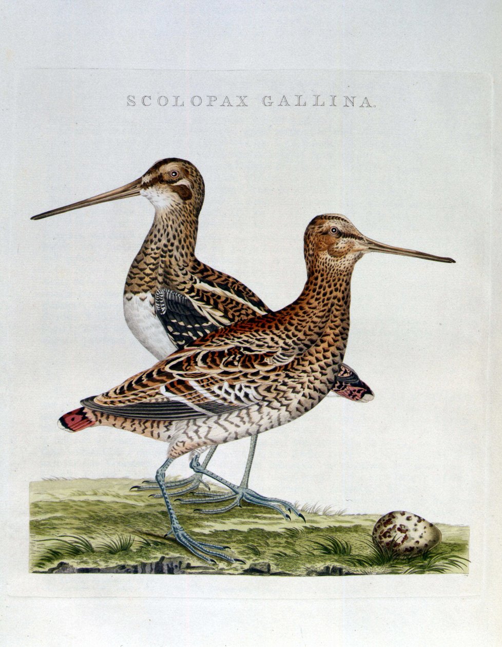 Galinholas e ovos (scolopax gallina) - gravura de Unknown artist