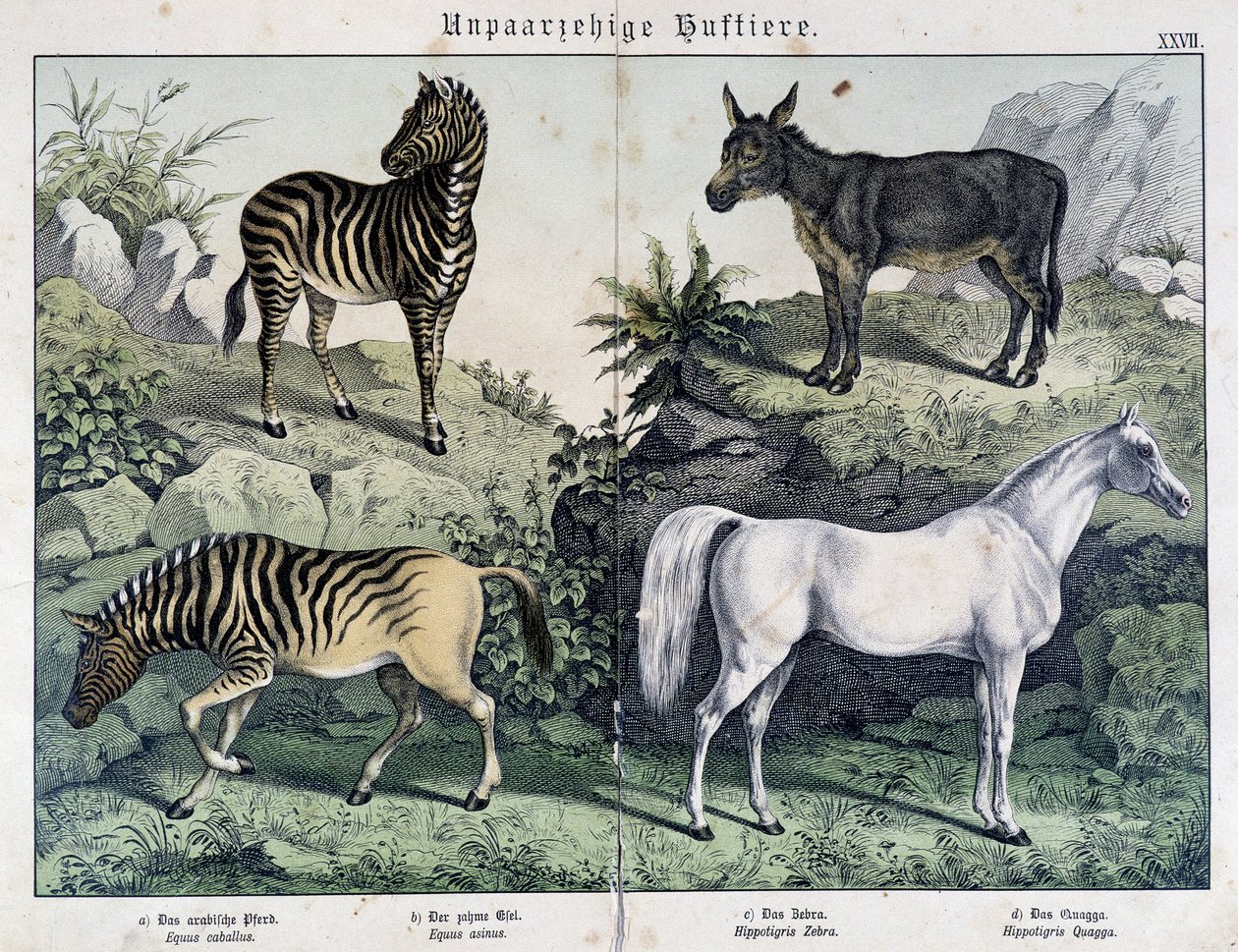 Zebras, burro e cavalo - em "Histoires naturelles des mammals", ed. Schreiber de Unknown artist