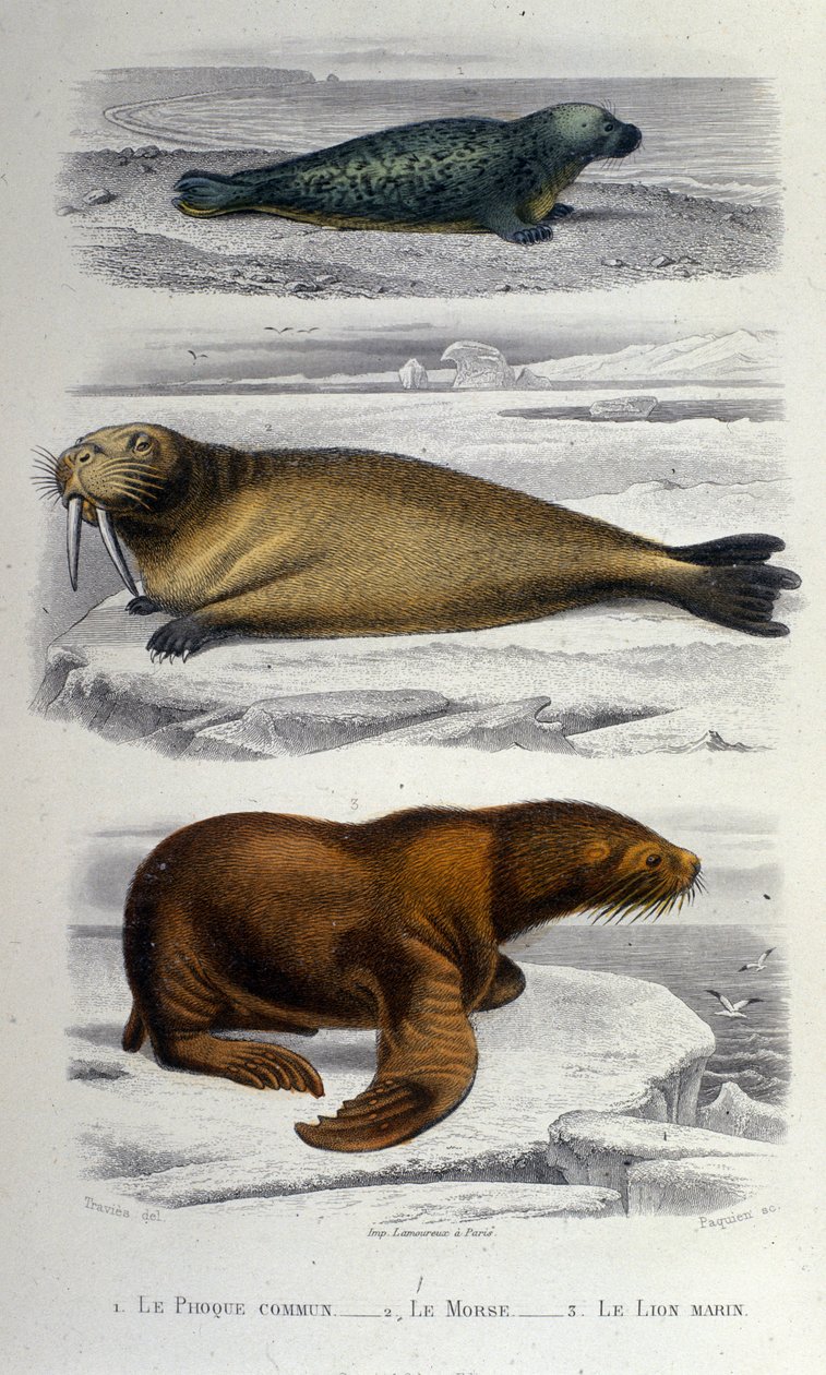 Gráfico zoológico representando uma foca, uma morsa e um leão-marinho. Século XIX de Unknown artist