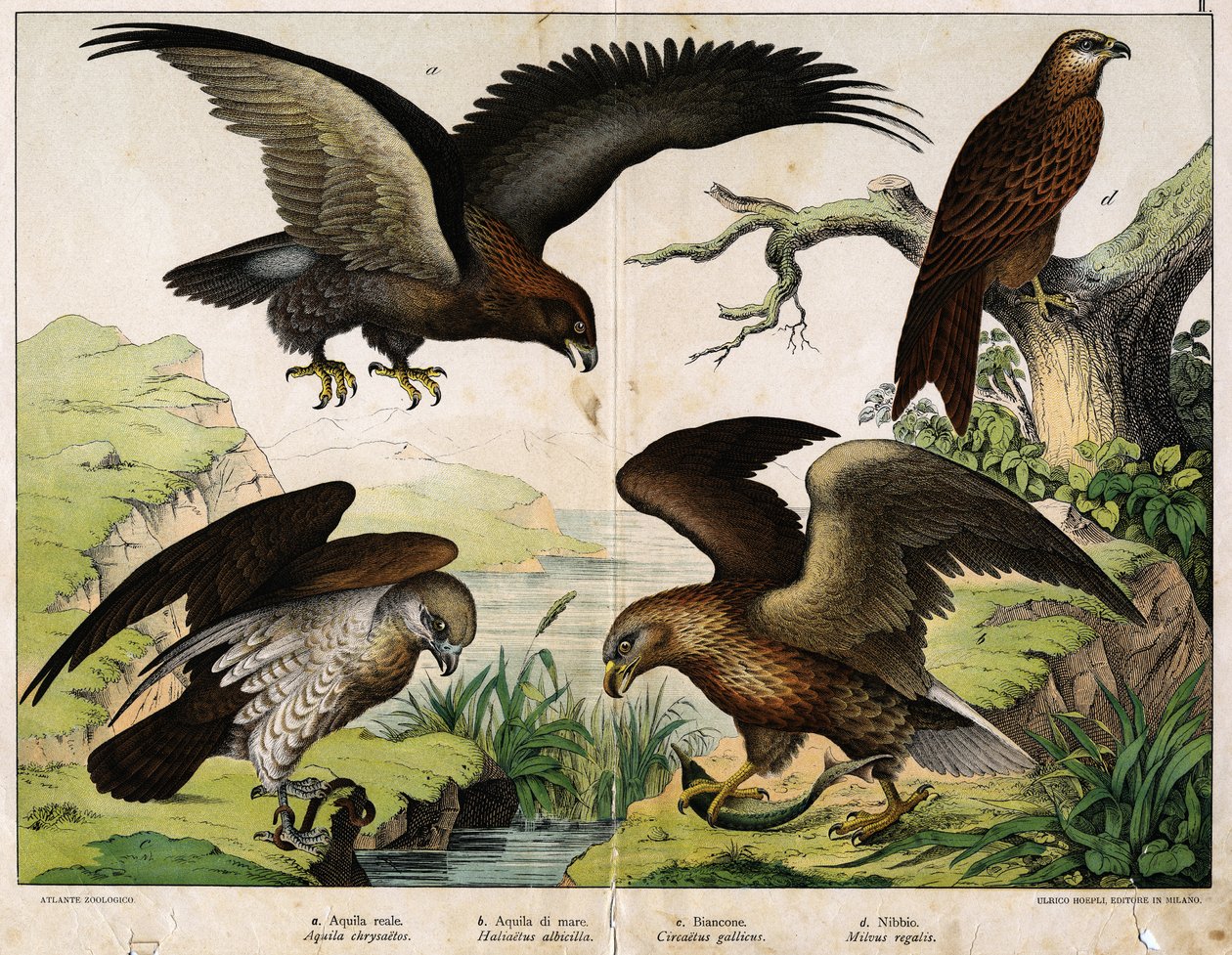 a: Águia real (Aquila chrysaëtos), b: Águia do mar (Haliaëtus albicilla), c: Circaete, João o Branco (Circaëtus gallicus), d: Milão (Milvus regalis) - em "Natural History of Birds", ed. Hoepli, Milão de Unknown artist