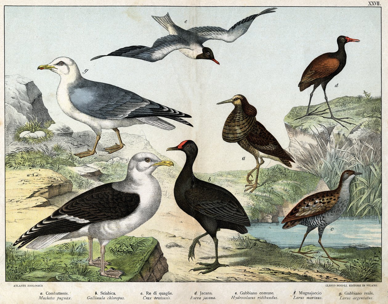 a: O lutador (Machetes pugnax), b: Frango Gallinula chloropus), c: Rale des genetes (Crex pratensis), d: Jacana (Parra Jacana), e: Gaivota de olhos negros (Hydrocolaeus ridibundus), f: Gaivota (Larus marinus), g: Gaivota de arenque (Larus argentus) - In "N de Unknown artist