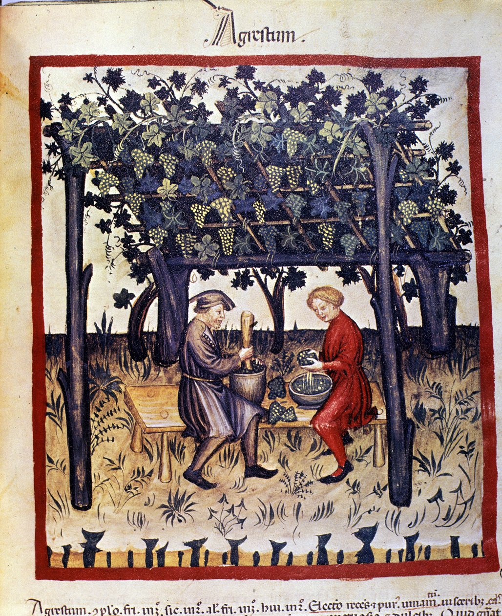 prensando as uvas no momento da vindima. Iluminação a partir da ordenha de medicamentos e dietética "Tacuinum sanitatis". de Unknown artist