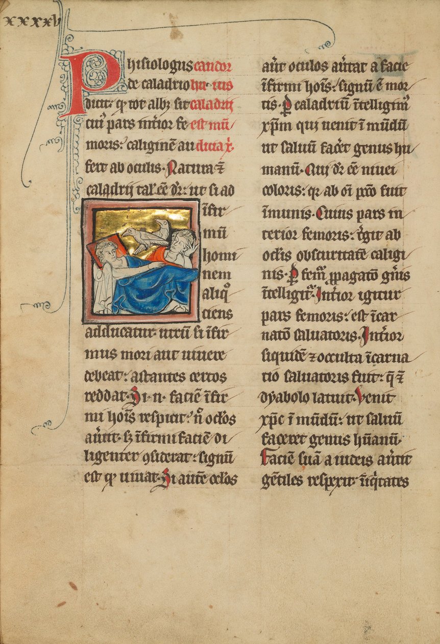 Caladrius Aves de Unknown artist/maker