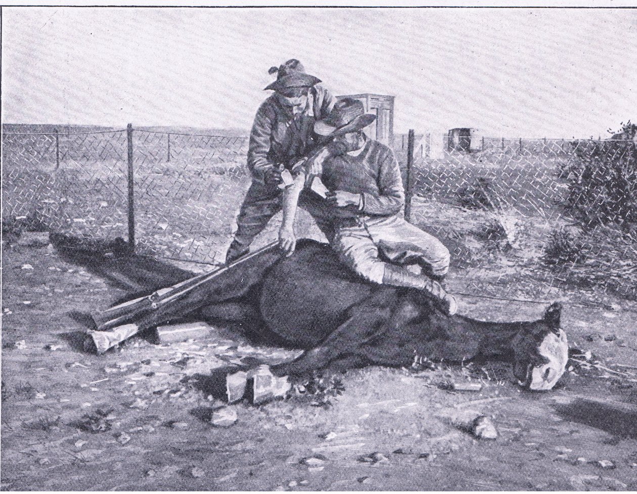 Uma fuga estreita. Um batedor ferido que teve o seu cavalo abatido por debaixo dele, de After Pretoria: The Guerilla War publicado pela Harmsworth Bros Limited. de Unknown photographer