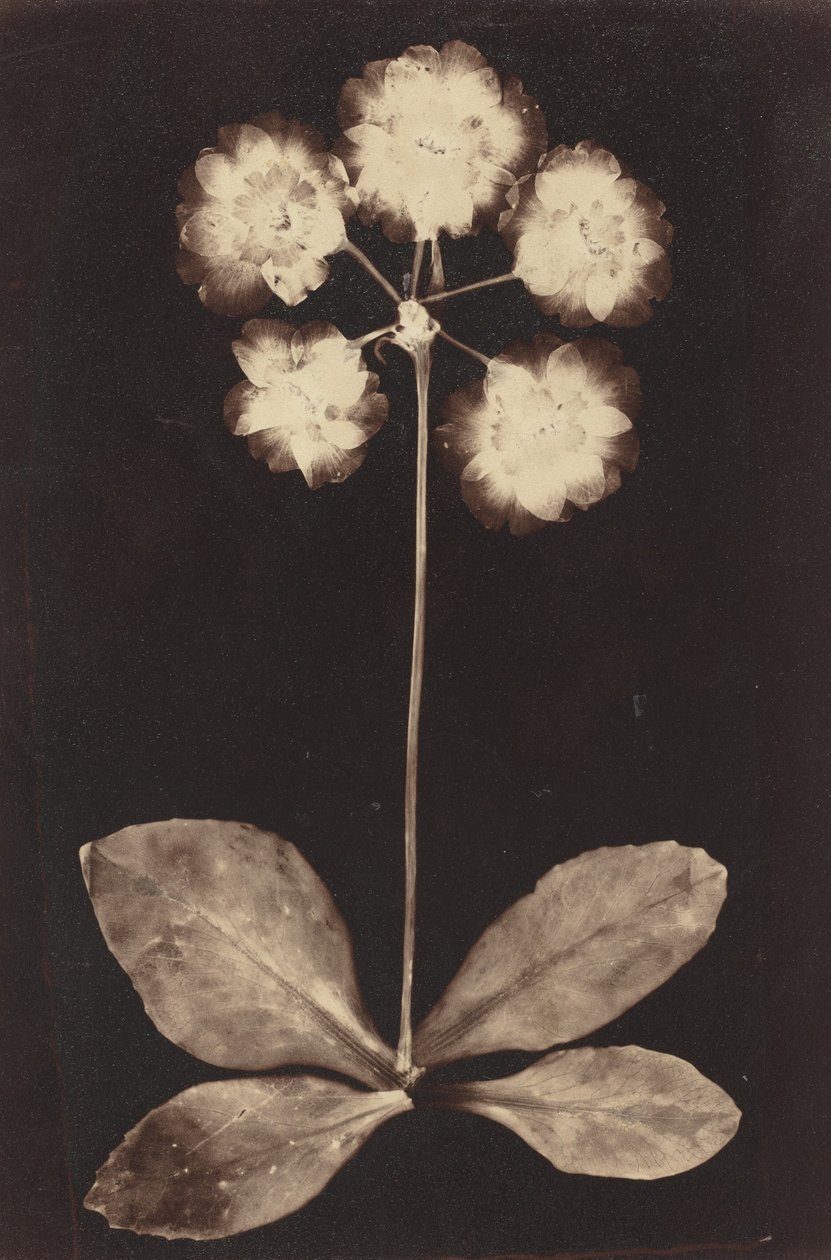 Fotograma Botânico,1860s (foto) de Unknown photographer