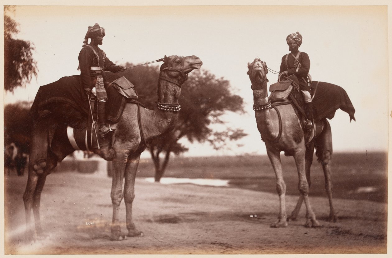 Camel Sowars no Campo de Exercício de Delhi de Unknown photographer