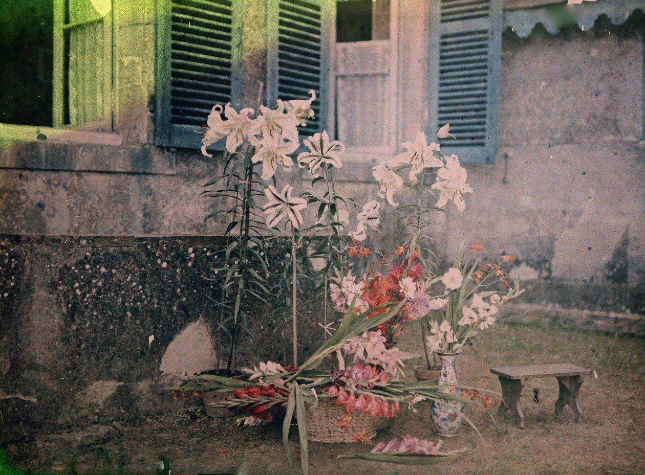 História da fotografia: Composição floral de Unknown photographer