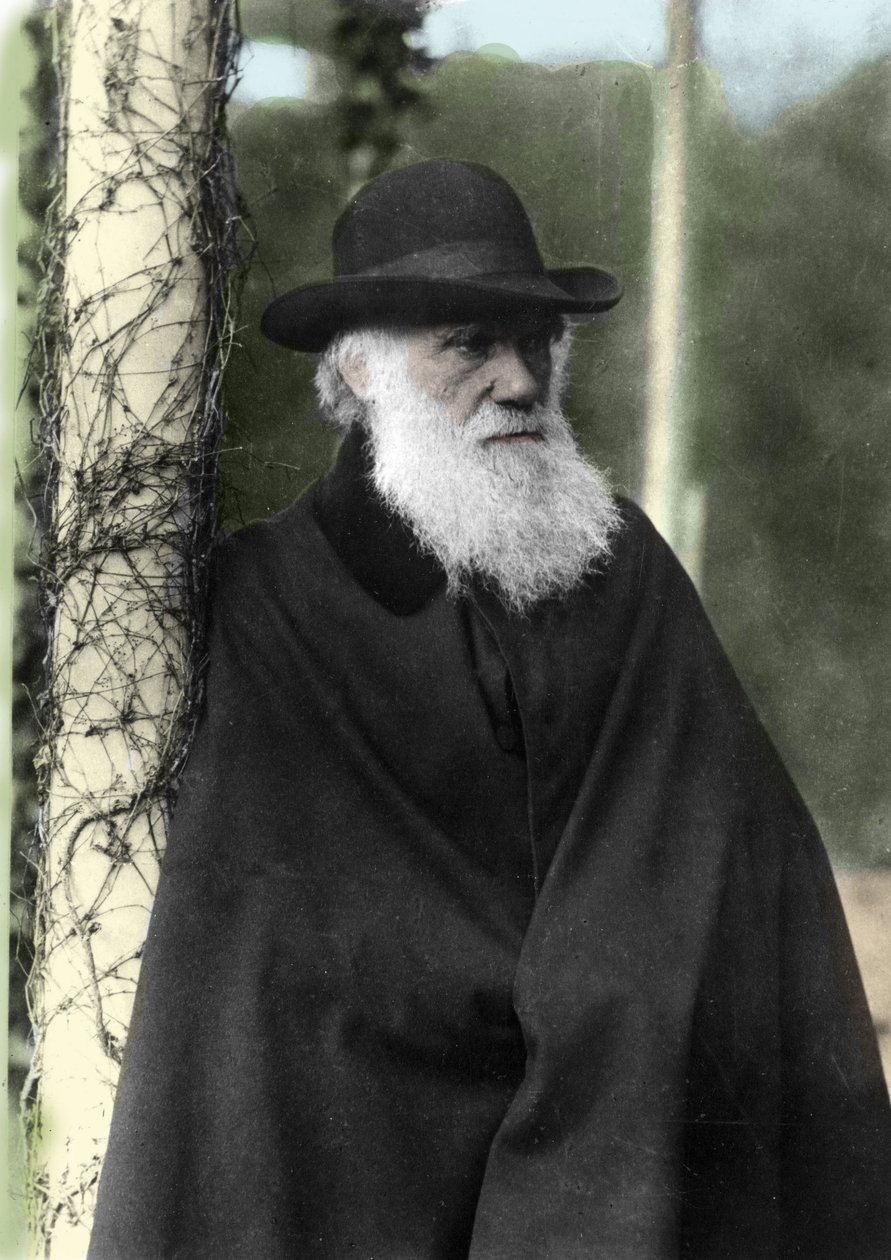 Retrato fotográfico de Charles Darwin (1809 - 1882), naturalista inglês em 1881. de Unknown photographer