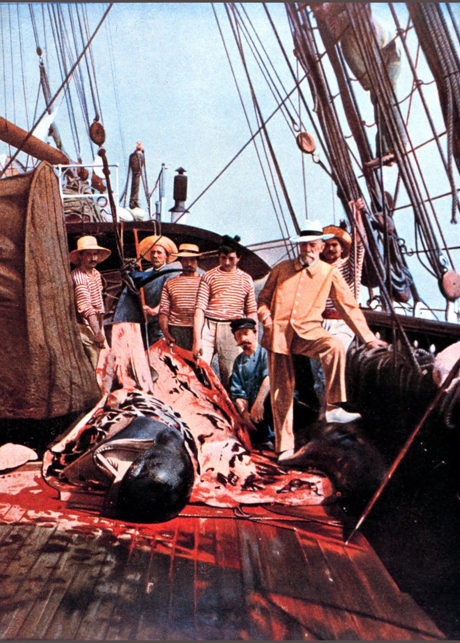 Príncipe e oceanógrafo Albert I do Mónaco no convés do navio "Princesa Alice" com um globicefal morto. de Unknown photographer