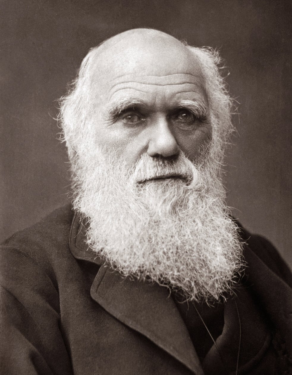 O naturalista inglês Charles Robert Darwin (1809-1882) de Unknown photographer