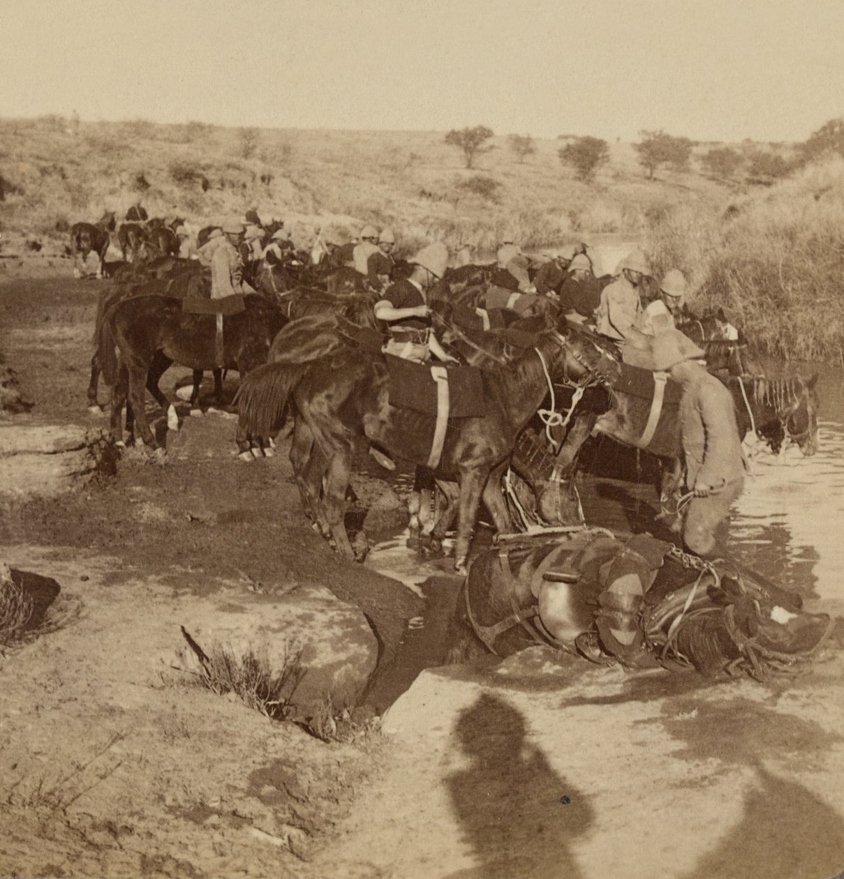 Regar cavalos de artilharia, Welgelegen, África do Sul de Unknown photographer