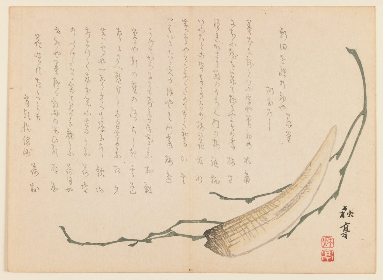 Algas marinhas e mariscos (impressão em xilogravura) de Uragami Gyokudo