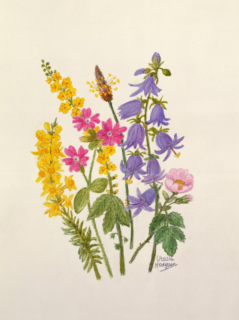 Bluebells, Broom, Herb Robert e outras flores silvestres (wc no papel) de Ursula Hodgson