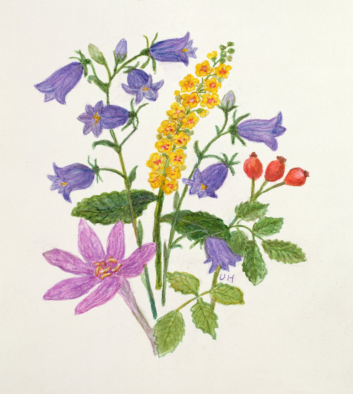 Harebells e outras flores silvestres (wc no papel) de Ursula Hodgson