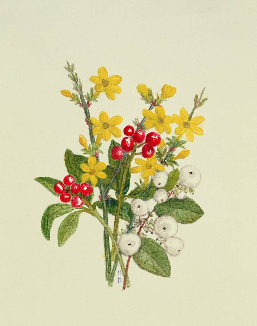 Snowberries, Dogwood e Jasmine (wc no papel) de Ursula Hodgson