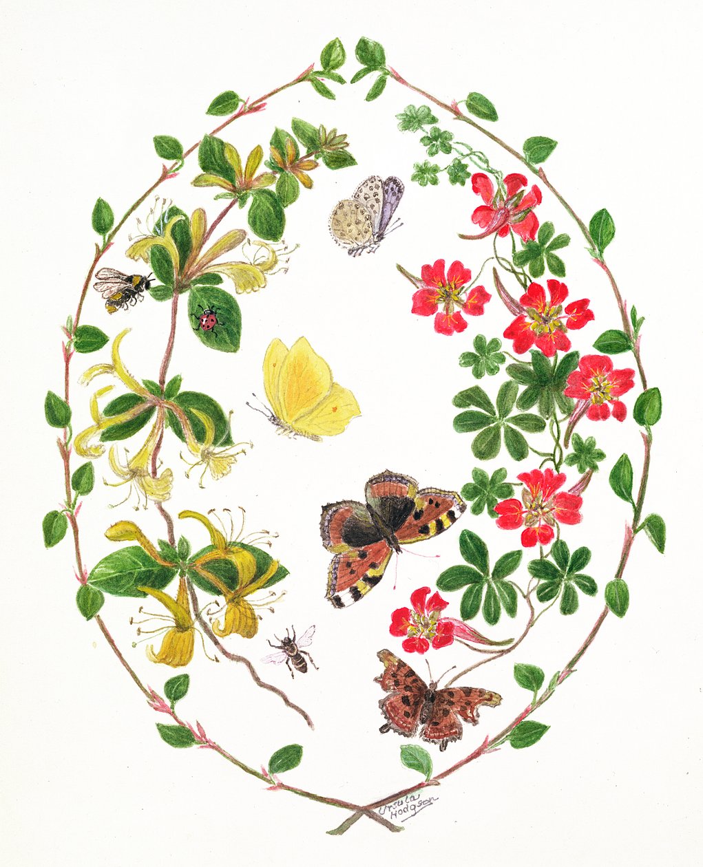 Tropeolium e Lonicera (wc no papel) de Ursula Hodgson